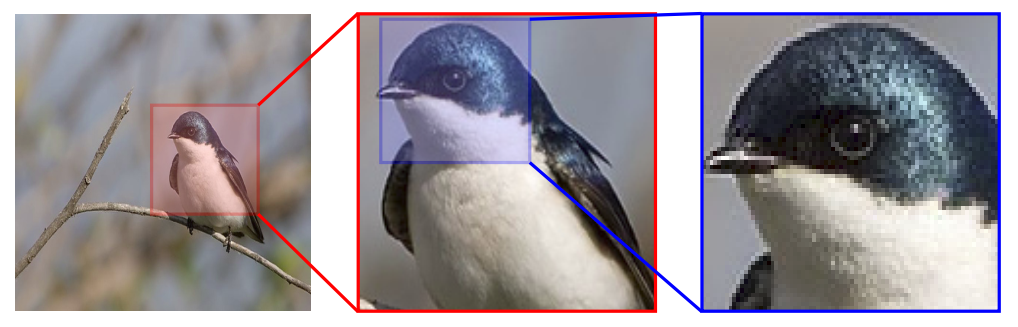 Increasingly specialized ensemble of convolutional neural networks for fine-grained recognition